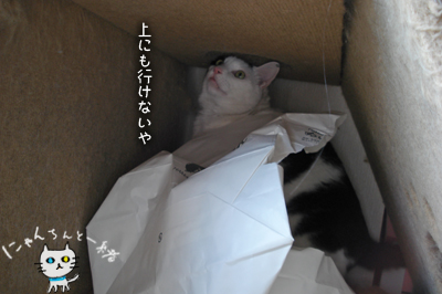 おバカちん再来_e0031853_513139.jpg
