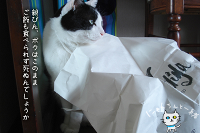 おバカちん再来_e0031853_5154318.jpg