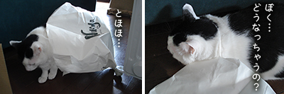 おバカちん再来_e0031853_5172574.jpg