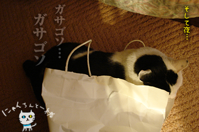 おバカちん再来_e0031853_5182495.jpg