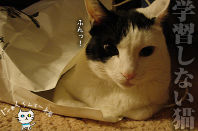 おバカちん再来_e0031853_5191594.jpg