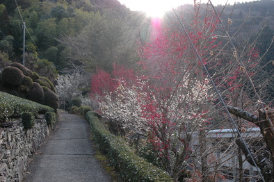 春よ来い_f0202563_9403431.jpg