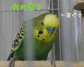 春のおしゃれコレクション参加インコ募集中！！_f0196665_23483933.jpg