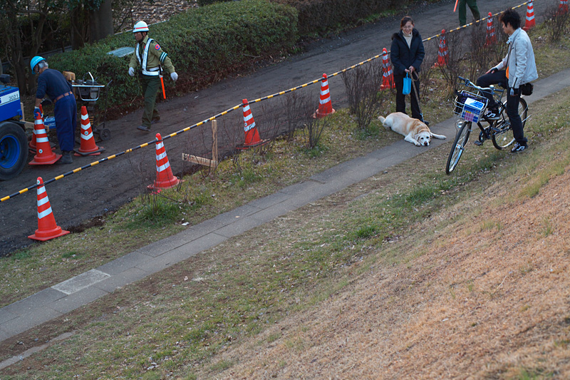 自転車道から小金井公園、ドッグランに和むu2026u2026 2010年2月24日 : 暗 箱 