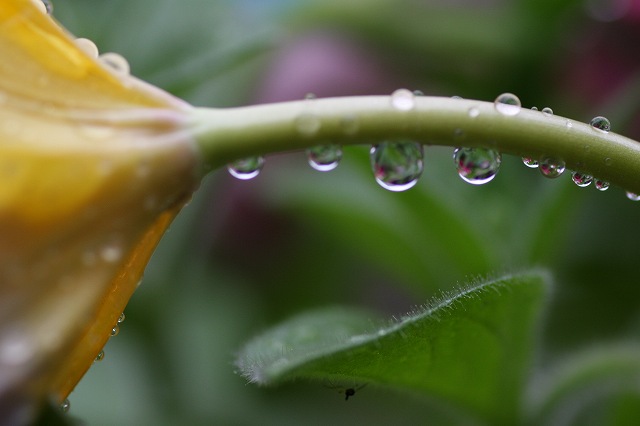 雨上がりの花々（2/26）_b0115085_195966.jpg