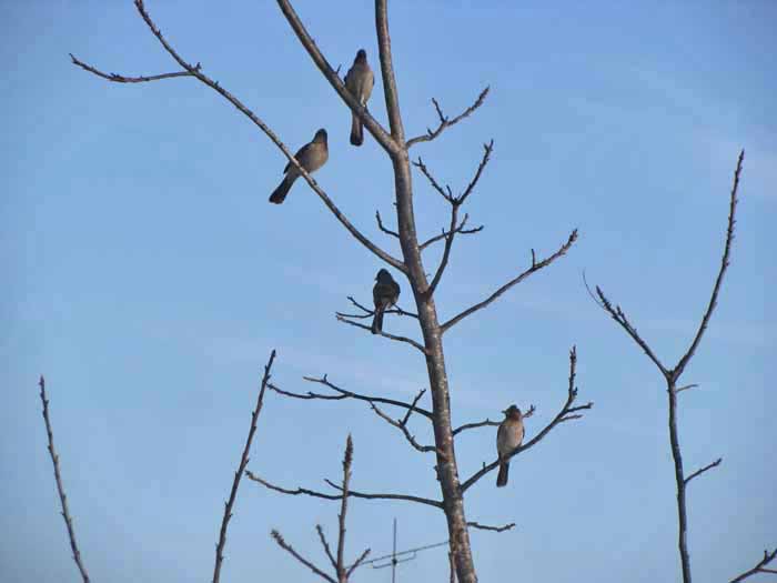 晴れれば野鳥よ＾＾_e0092286_0324941.jpg