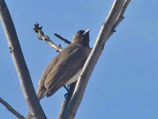 晴れれば野鳥よ＾＾_e0092286_0354060.jpg