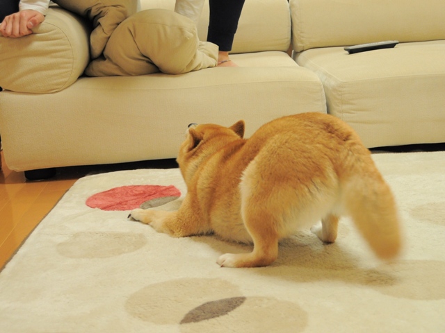 逃げるが勝ち_a0126590_23511376.jpg