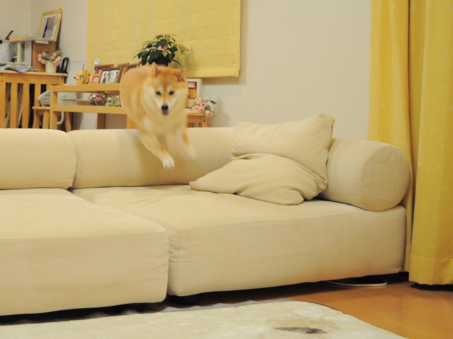 逃げるが勝ち_a0126590_2351210.jpg