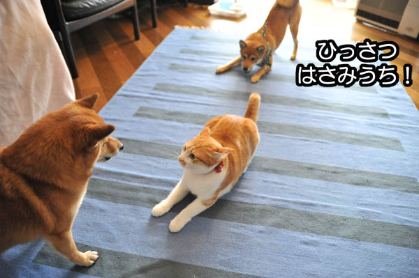 犬 VＳ 犬 ＶＳ 猫_b0141397_11403747.jpg