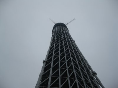 空にそびえる 東京の大木_a0033505_21483814.jpg