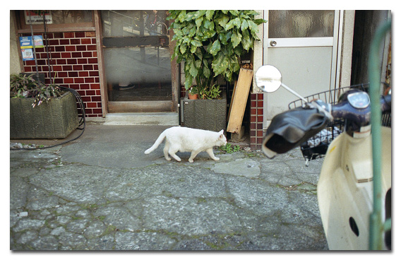 #2840 谷中の猫_e0175405_628465.jpg