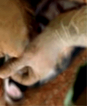 e0103408_16165431.gif