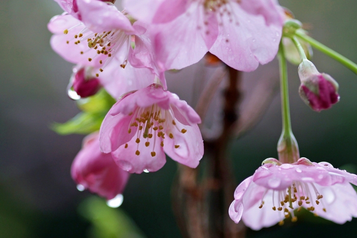 雨の河津桜_f0173817_2102587.jpg