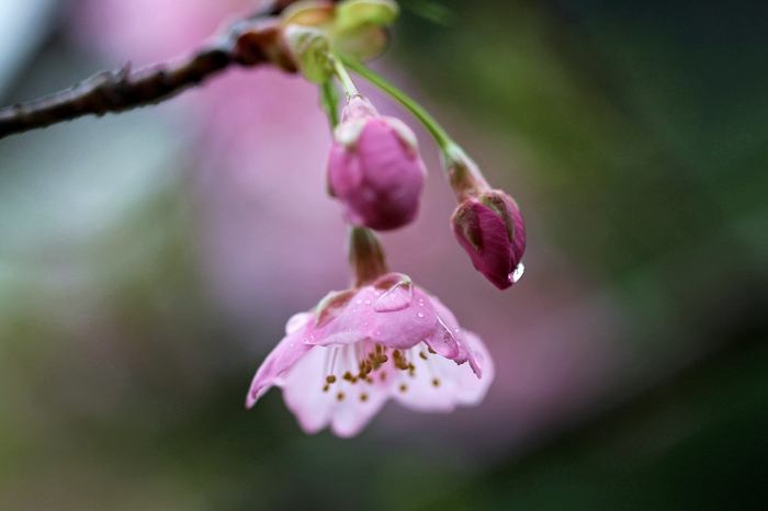 雨の河津桜_f0173817_2104650.jpg