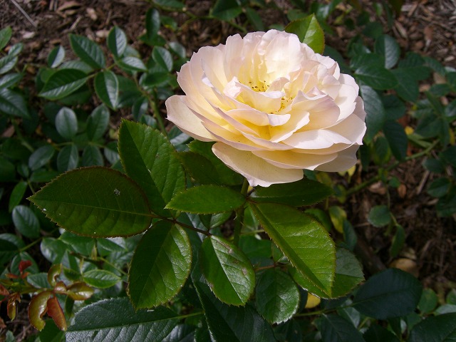 f0207320_1455484.jpg