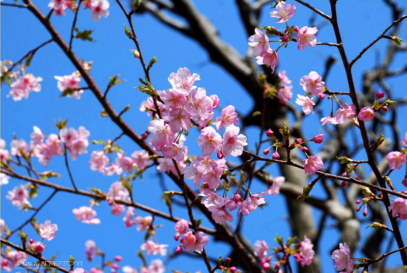 河津桜の枝に…_c0179025_20472972.jpg