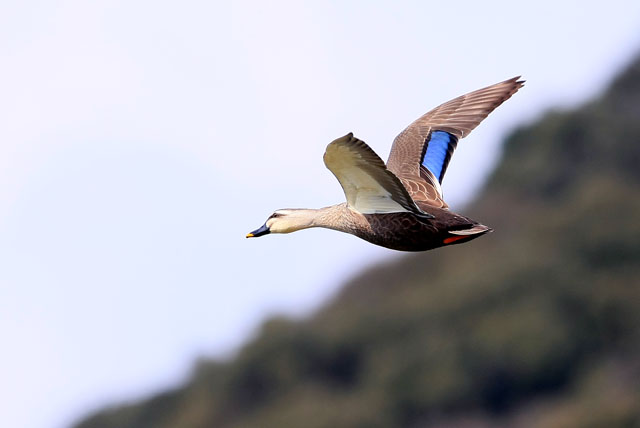 空飛ぶ鳥 写道