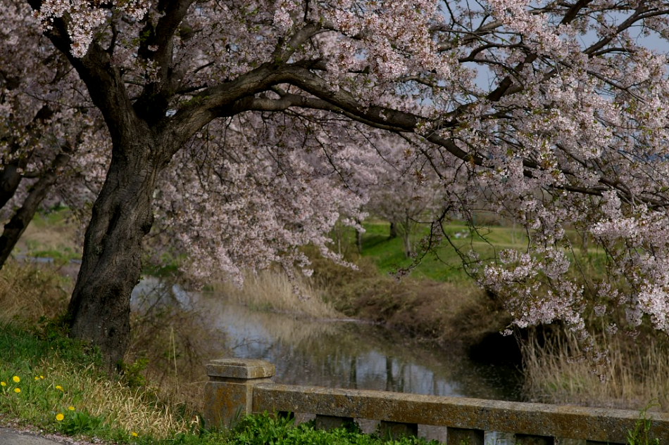 花冷えで進まぬ桜 \"春の小川\" が待ち遠しい_d0058445_2183435.jpg