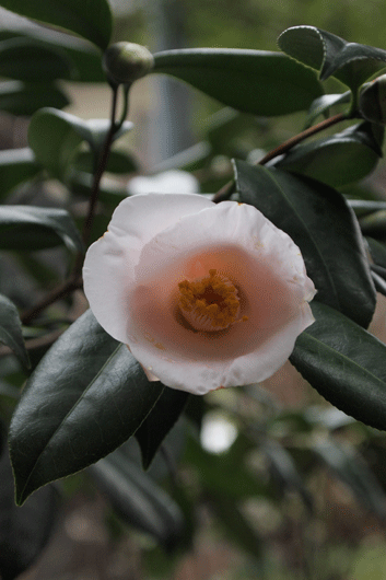 c0093046_9335715.gif