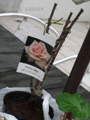 e0184558_76580.jpg