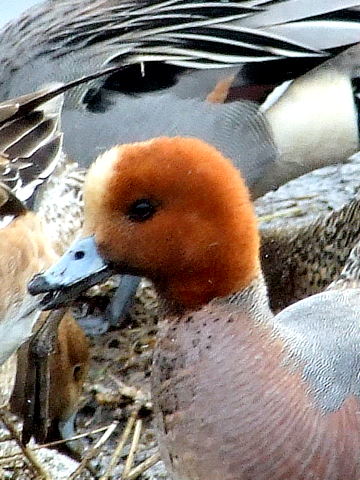 Ducks 麗しきカモたち。_b0165760_1115677.jpg