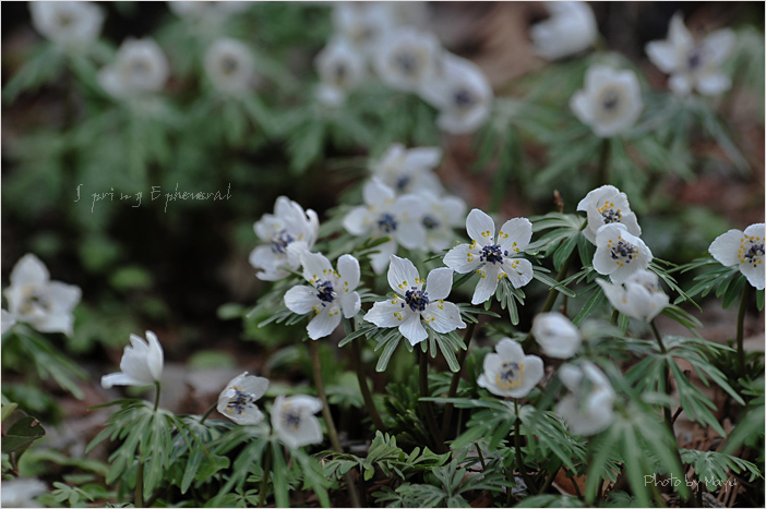 Spring Ephemeral・・・ｾﾂﾌﾞﾝｿｳ_c0044166_17345629.jpg