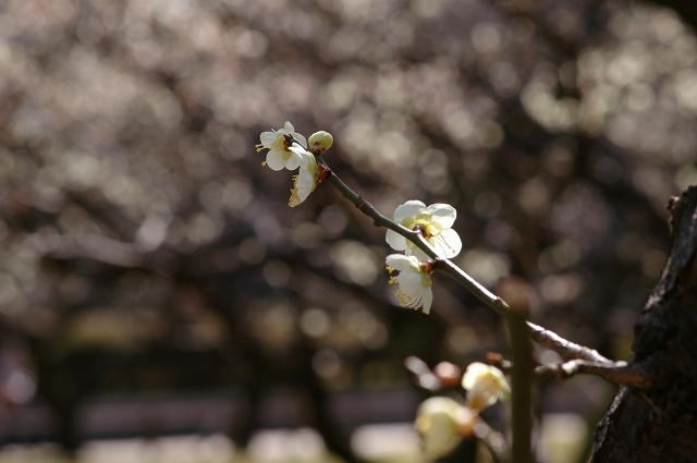 如月・梅花。_f0132566_14484115.jpg