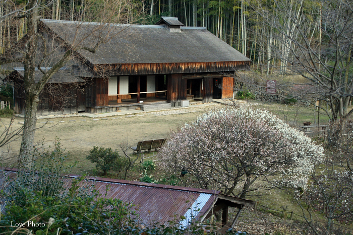 日本民家集落博物館の梅　①　＆　コラボ第二弾_a0116472_15594355.jpg