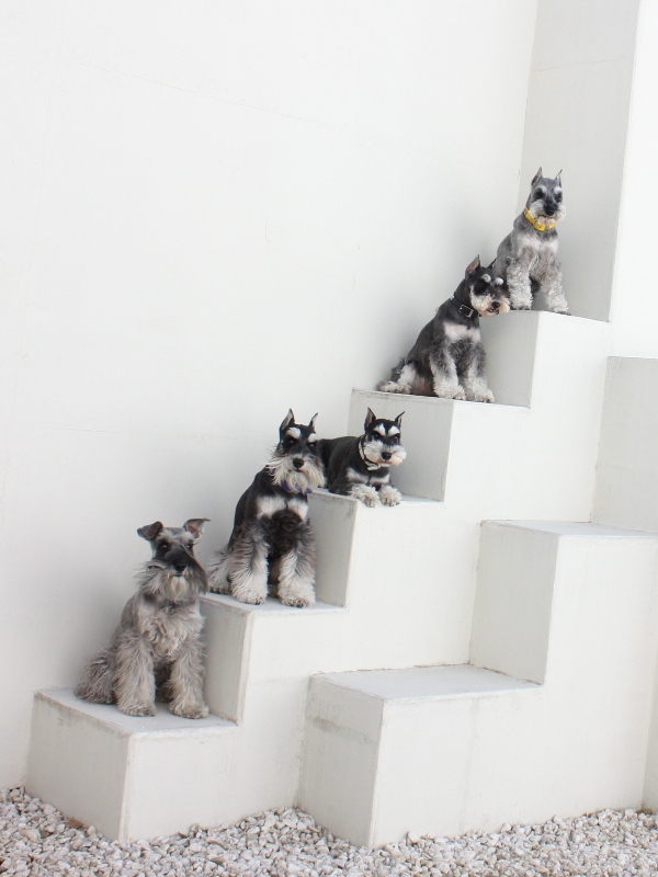 Schnauzers on Step_b0134181_23998.jpg