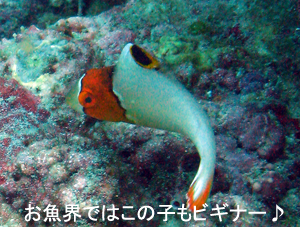 友情ダイビング!!_f0144385_2042279.jpg