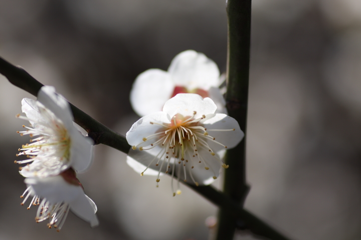 「　シロカガの青空　」　東京　向島百花園　梅祭　part3_f0164989_1141575.jpg