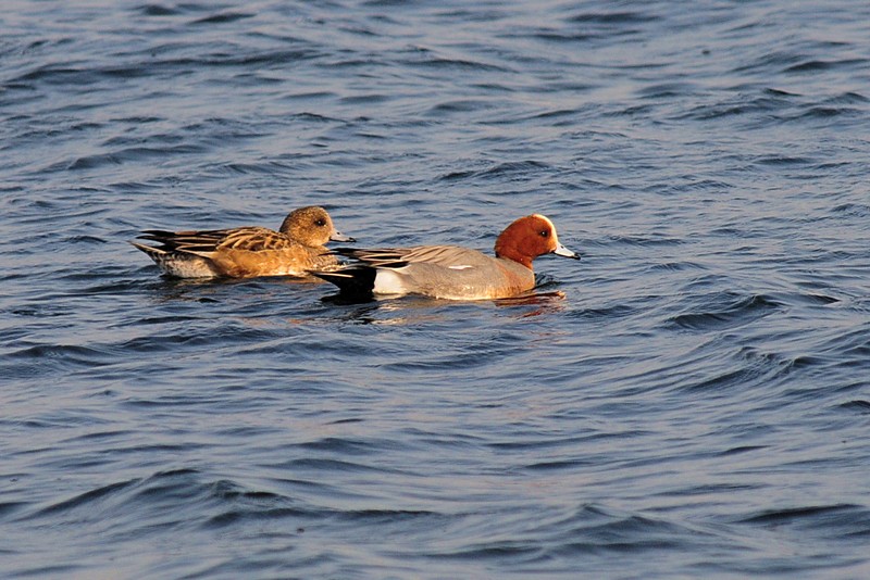 「狸」　海鳥_f0168596_18455975.jpg