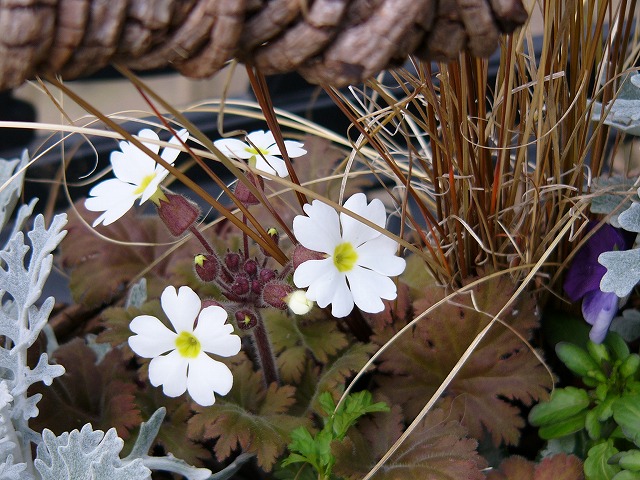 a0123003_21415211.jpg