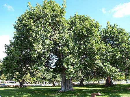 a0126310_1037147.jpg