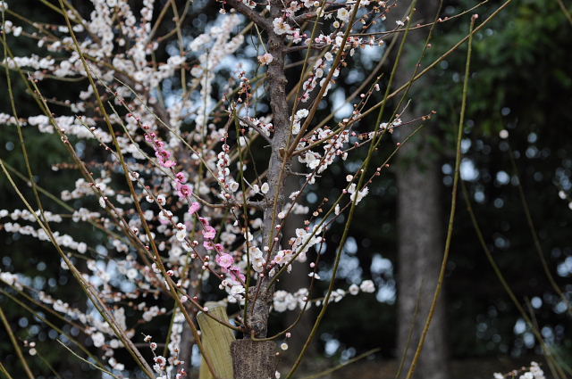 オキザリス・梅林・白蒲公英・苗代茱萸・四十雀・雉鳩・目白_a0037019_6553542.jpg