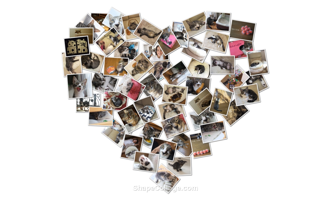Heart コラージュ1 ハート Tabby The Sockcat Heart コラージュ1 ハート Tabby The Sockcat