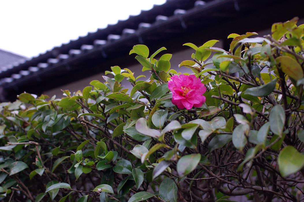 出石蕎麦_f0050226_12331891.jpg