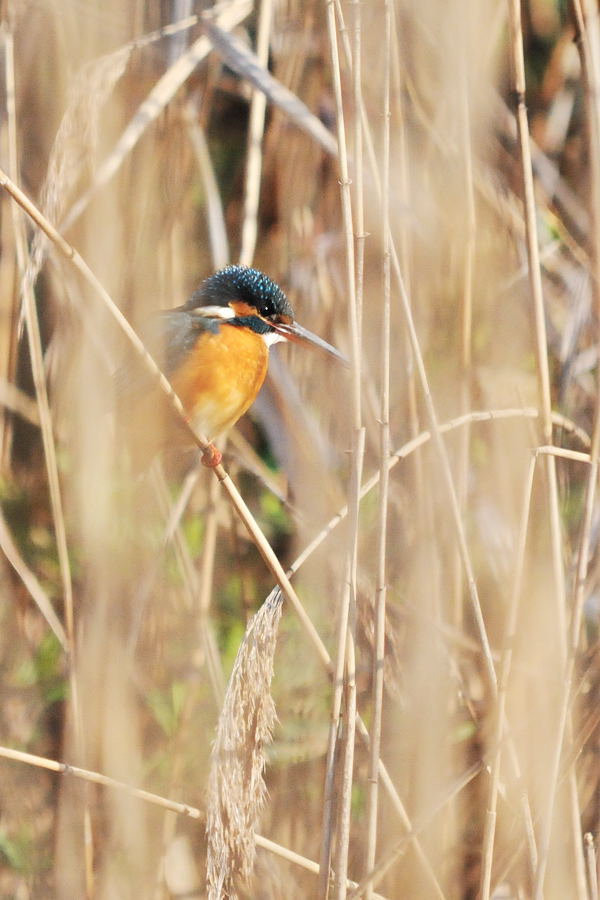 休日はナンチャッテ鳥屋さん_d0148541_20103453.jpg