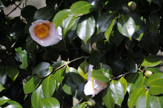 c0093046_1672315.gif