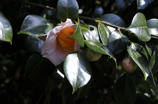 c0093046_167918.gif