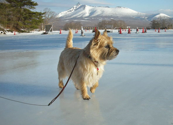 もうすぐ春？の大沼公園（2010.02.27）_c0147548_15265411.gif