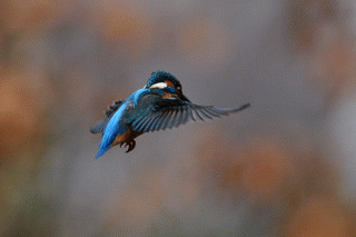f0055257_19244093.gif