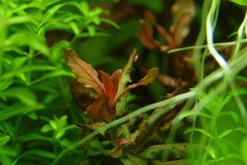 ネサエアsp アルテルナンテラ レインキー 斑入り Aquatic Sipon ネサエアsp アルテルナンテラ レインキー 斑入り Aquatic Sipon