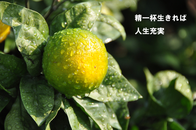 ツイッター名言集_e0171573_22362834.jpg