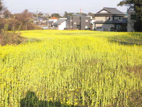 衣笠農園菜の花畑　中部保育園の児童が　明日菜の花摘みに　やって来る！_b0120982_19592117.jpg