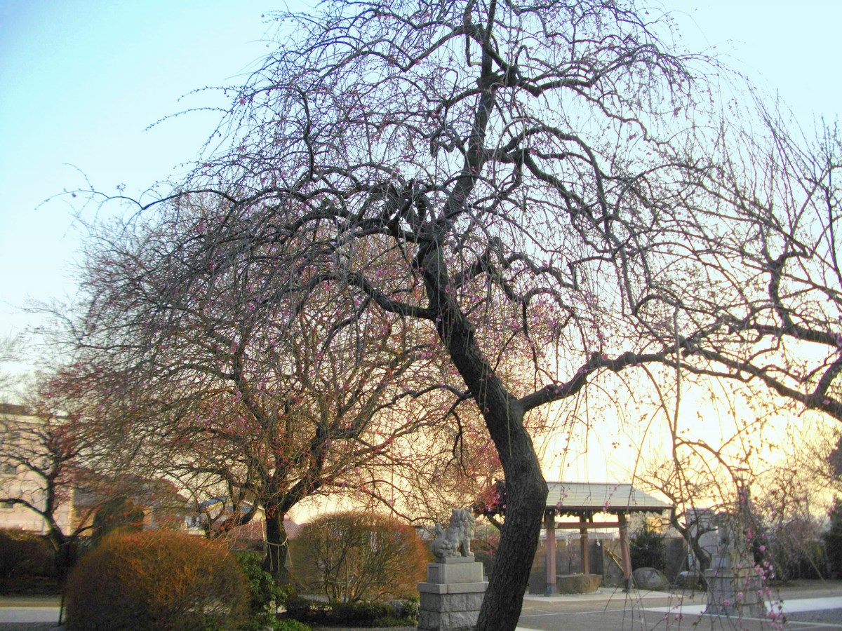 梅の神明社　福生_a0078986_12214180.jpg