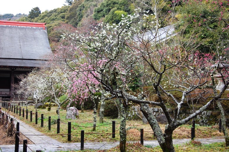 その後の観心寺_e0156387_21264495.jpg