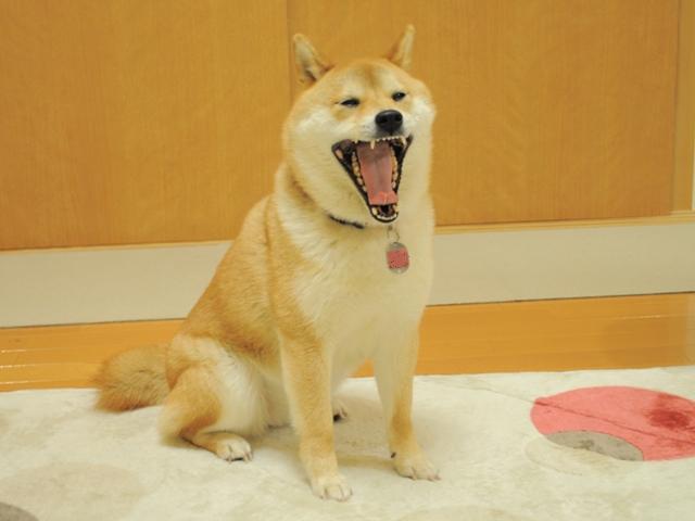 お散歩の準備完了です_a0126590_1223936.jpg