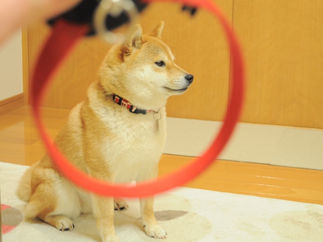 お散歩の準備完了です_a0126590_12262.jpg
